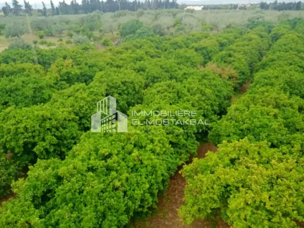 A Vendre Terrain agricole 9h a Menzel bouzalfa