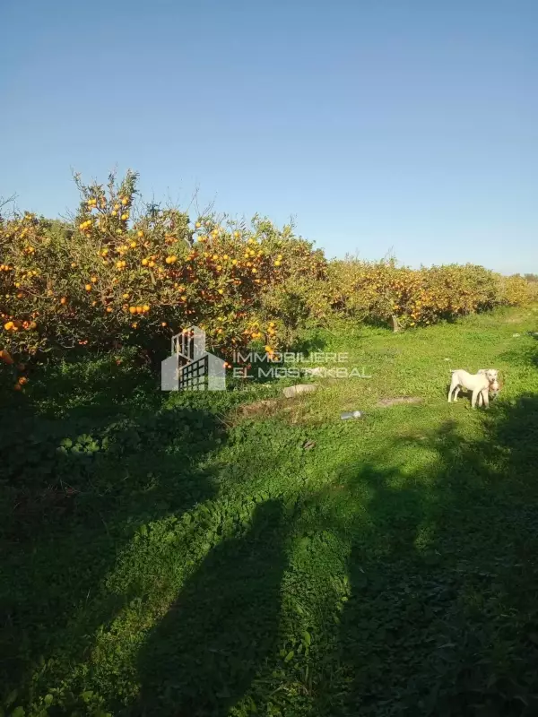 4 hectares à vendre